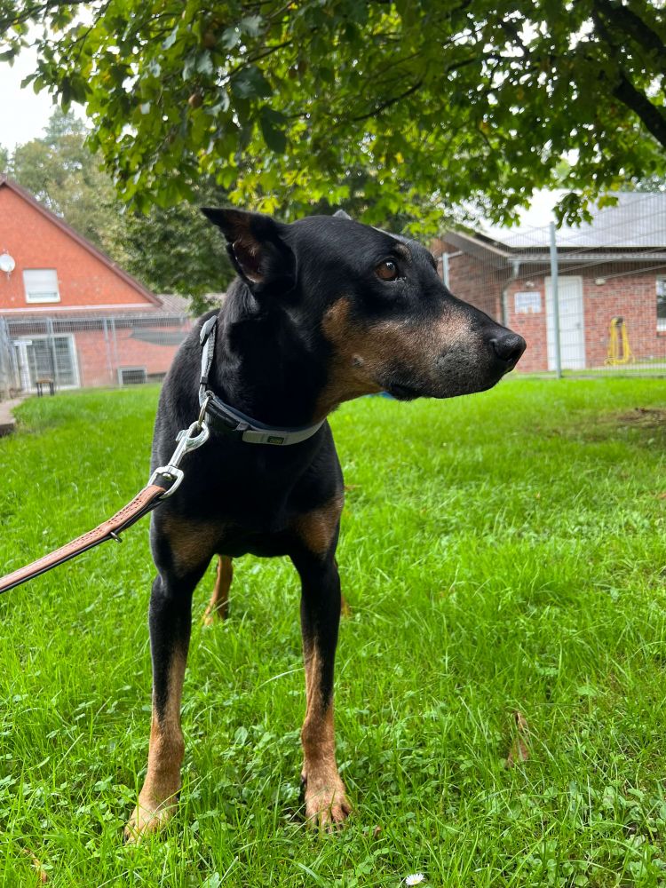 Dobermann Mix Baron