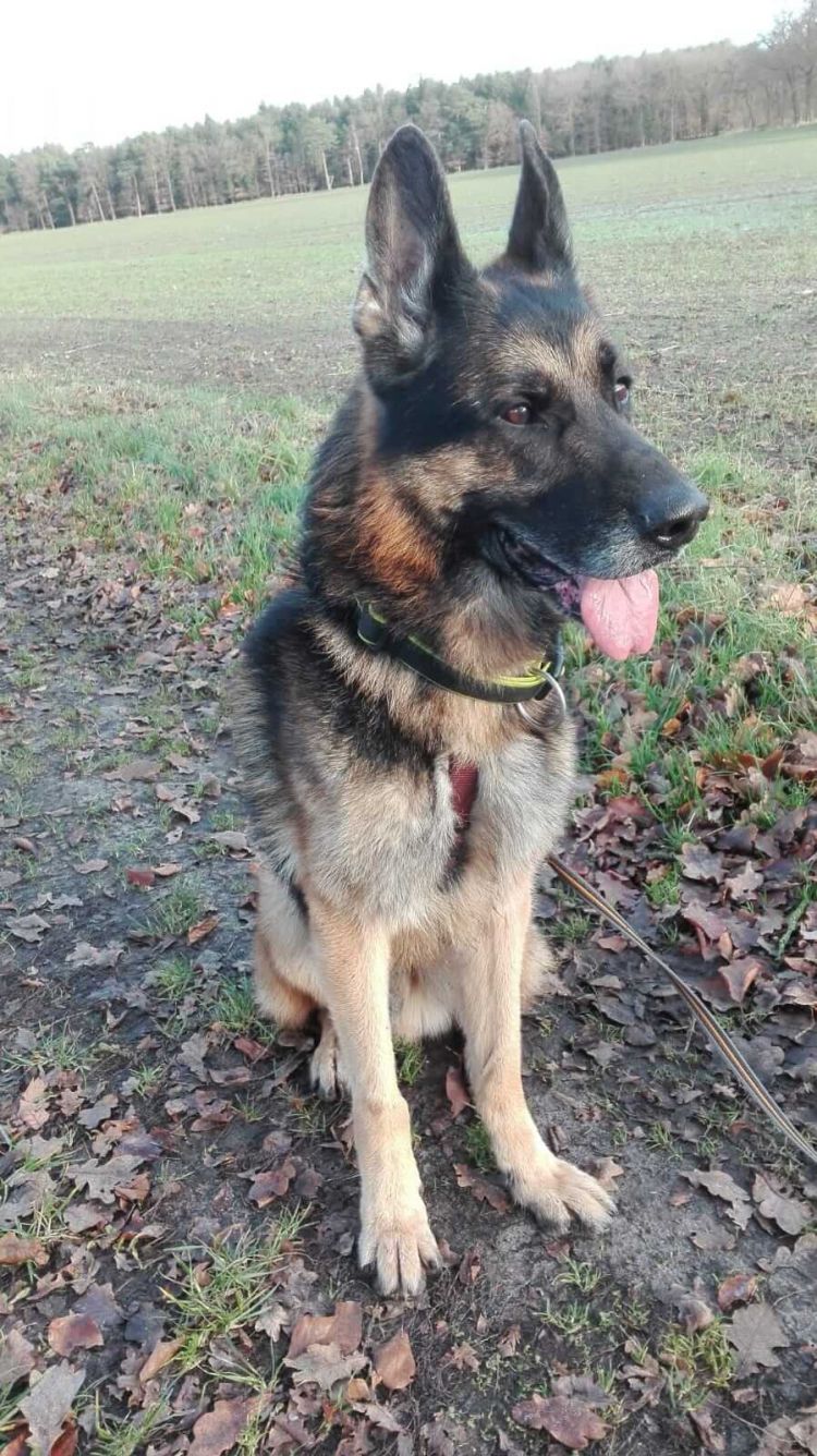 Deutscher Schäferhund Rex