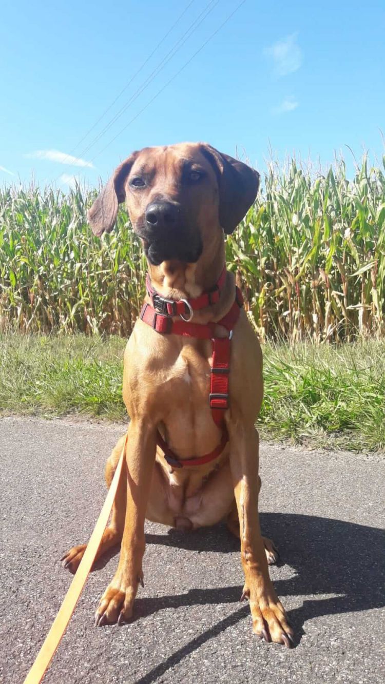 Rhodesian Ridgeback