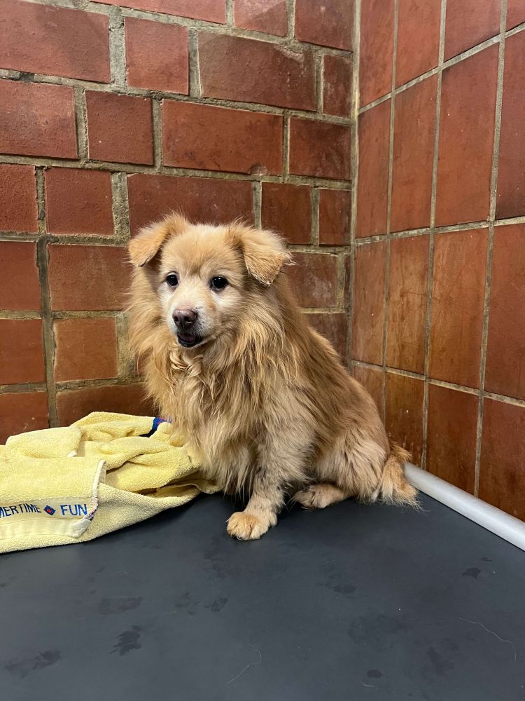 Pomeranian  Mix Iggy