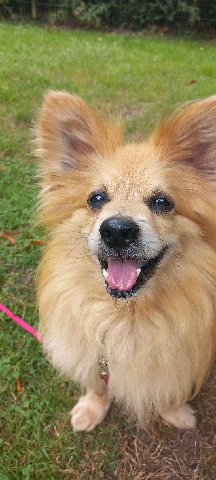 Pomeranian  Mix Indigo