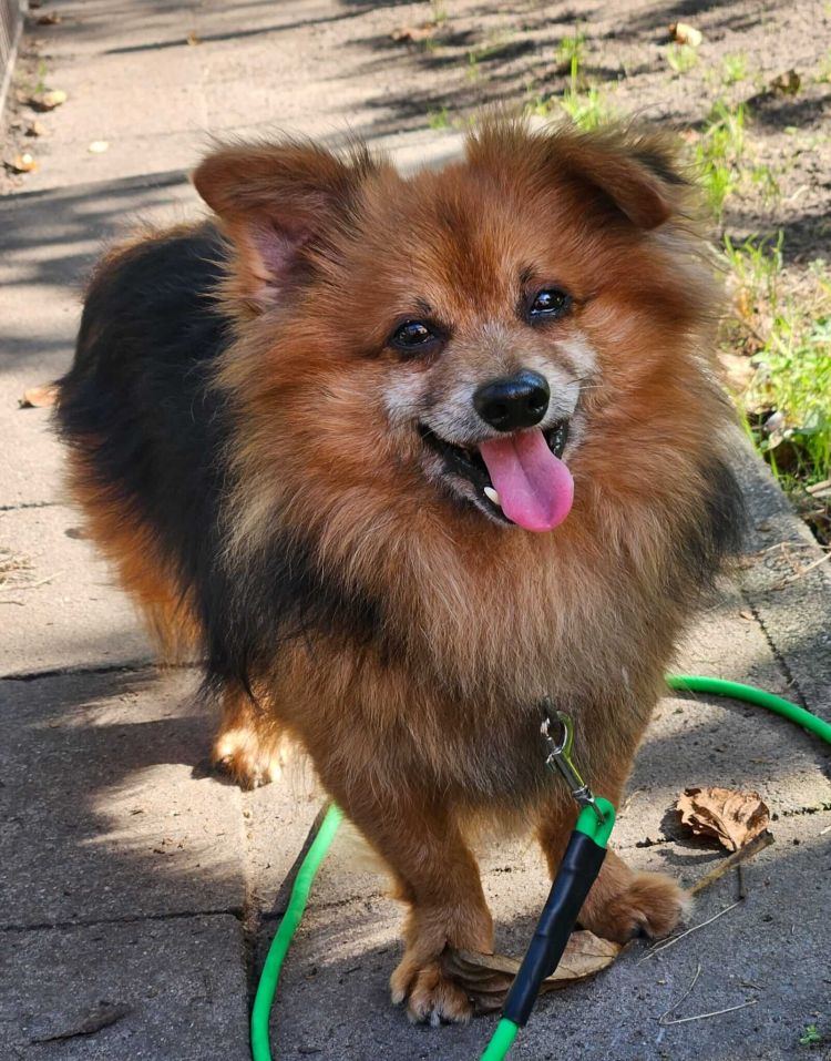 Spitzmischling Indigo