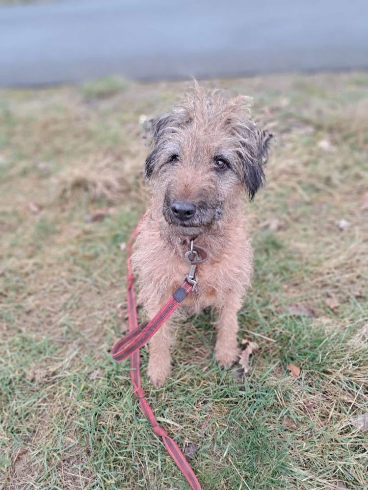 Westfalenterrier Lantos