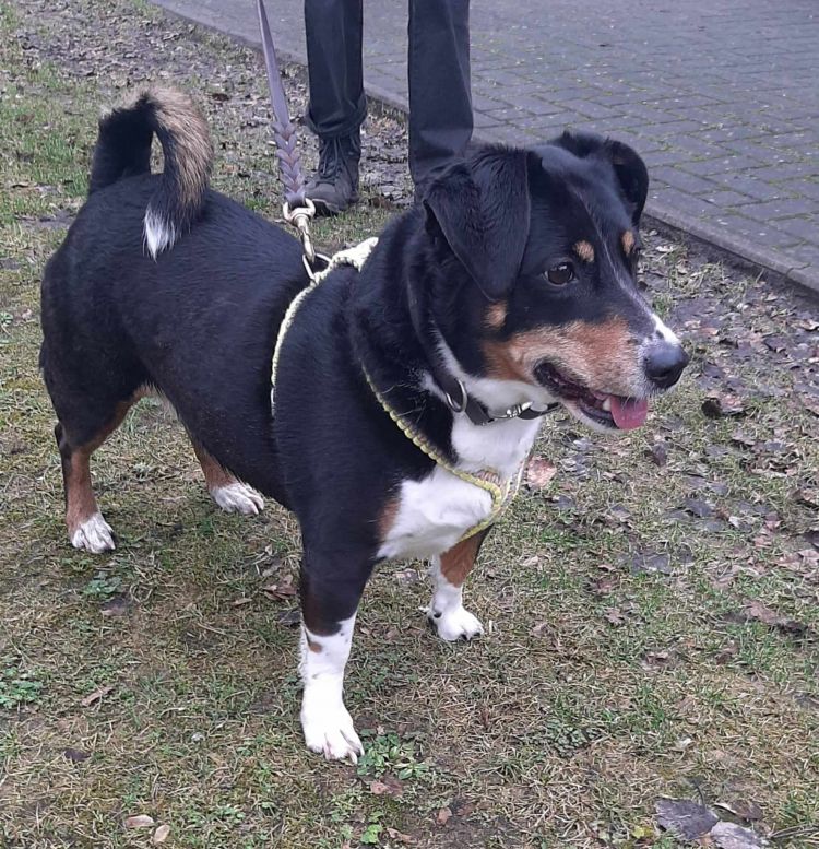 Terrier Percy und Mix Lotta